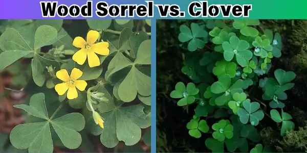 Wood Sorrel vs. Clover