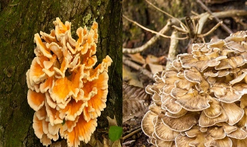 Chicken of the Woods vs. Hen of the Woods