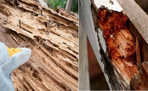 Termite Damage vs. Wood Rot