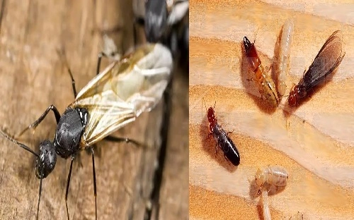 Wood Ants vs. Termites